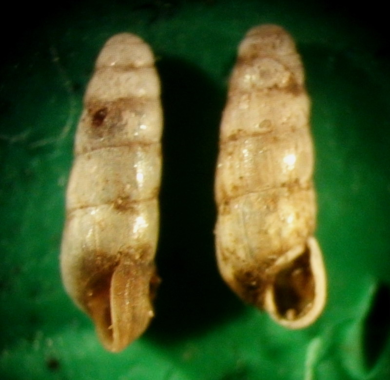 Acicula lineata  lineata(Draparnaud, 1805)